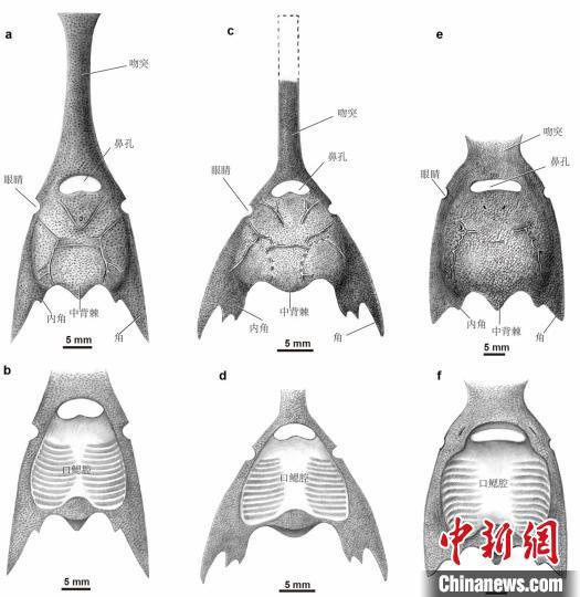 三歧鱼“三兄弟”:长吻三歧鱼(左)、昭通三歧鱼(中)、越南三歧鱼(右)(郭肖聪 绘)