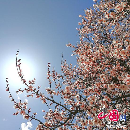 烟开兰叶香风暖,岸夹桃花锦浪生。——李白《鹦鹉洲》 摄影 余江