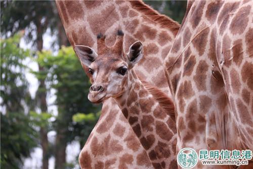 土生土长的长颈鹿“昆明娃”