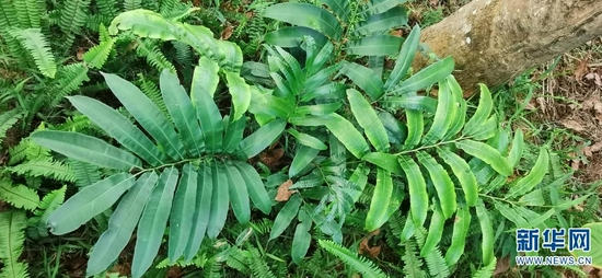 植株(2021.7.4)