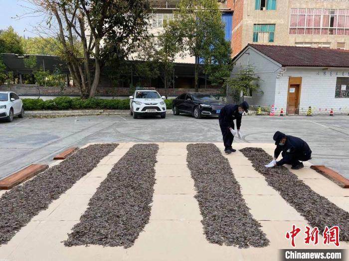 图为缴获的走私穿山甲鳞片。马关边检站供图
