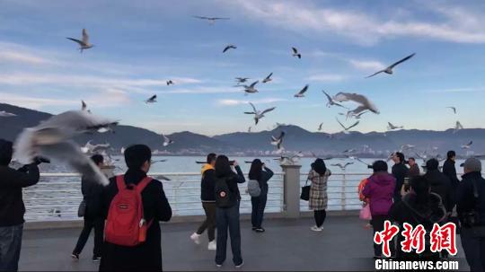游客在滇池大坝观赏红嘴鸥 张丹 摄
