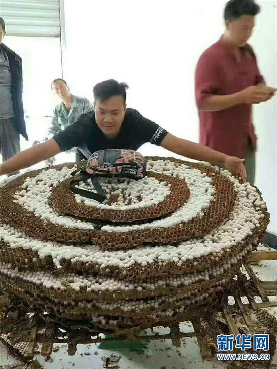 图为村民拍摄的中国大虎头蜂的巨大蜂巢。 新华社发(成都华希昆虫博物馆供图)
