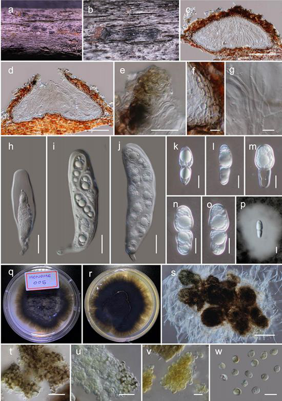 图 Haniomyces dodonaeae的有性形态(HKAS110128,holotype)和无性形态(KUMCC 20-0220,ex-type)