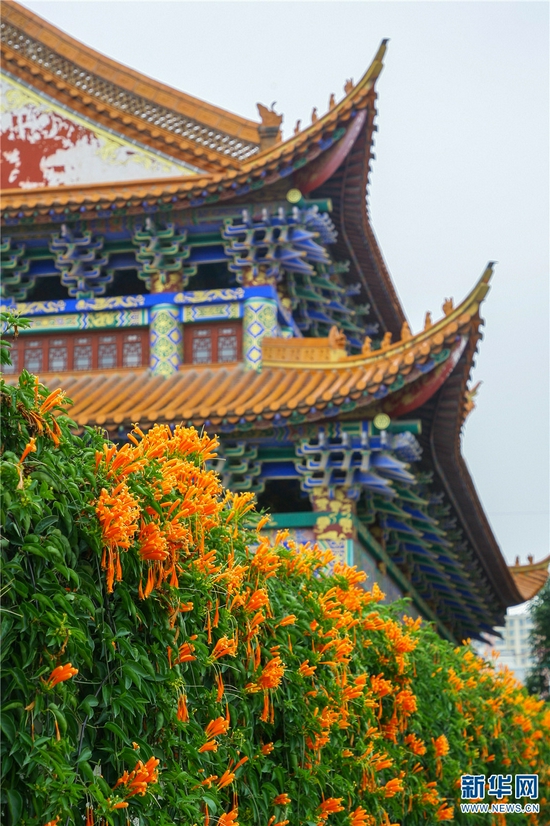 云南省曲靖市麒麟区云龙寺院墙外的炮仗花(10月31日摄)。新华网发(杨俊鹏 摄)