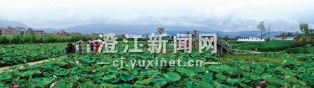 八方游客来赏荷