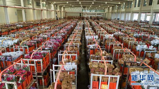 这是2月12日拍摄的中国云南昆明斗南国际花卉拍卖交易中心内待拍的各种鲜花。 新华社记者 江文耀 摄