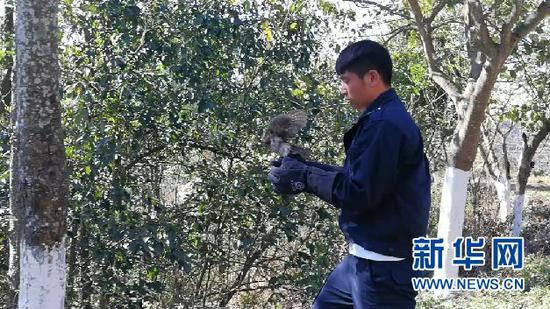 森林公安民警将查获的领角鸮放归自然。