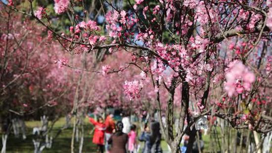 邂逅昆明最美春天 3月1日圆通山樱花节等你去耍 新浪云南 新浪网