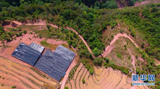 航拍双柏县马龙河林场滇重楼良种繁殖基地。新华网 赵普凡 摄
