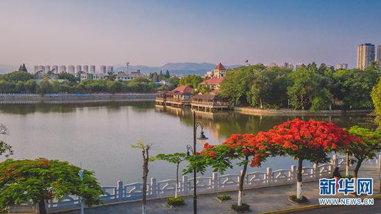 在蒙自市道路两旁盛开的凤凰花(摄于5月29日)。新华网发(佴斌 摄)