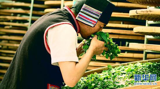 秦晓绍在闻茶香(摄于5月29日)。新华网发 供图
