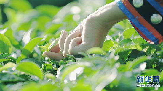 采摘茶叶(摄于5月29日)。新华网发 供图
