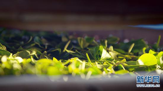 新鲜的茶叶(摄于5月29日)。新华网发 供图