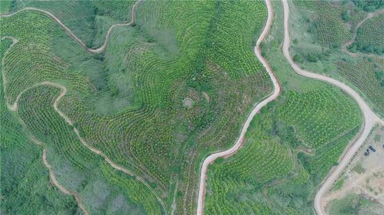 红河谷30万亩热区综合开发,贫瘠大山变绿色产业基地