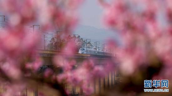 列车飞驰过一片桃花林。(视频截图)