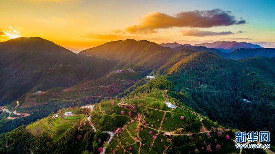 这是云南南涧彝族自治县无量山樱花谷一景(2017年12月16日摄,无人机照片)。新华社记者 胡超 摄