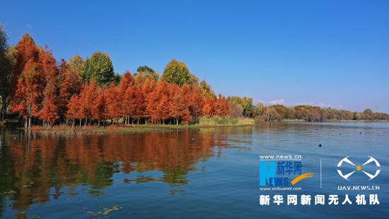 水杉与湖水相映成景(2020年12月9日摄)。新华网 赵普凡 摄