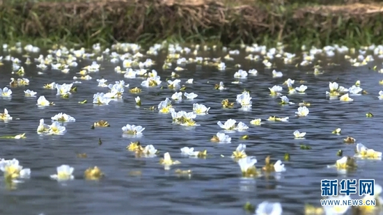 海菜花。(视频截图)