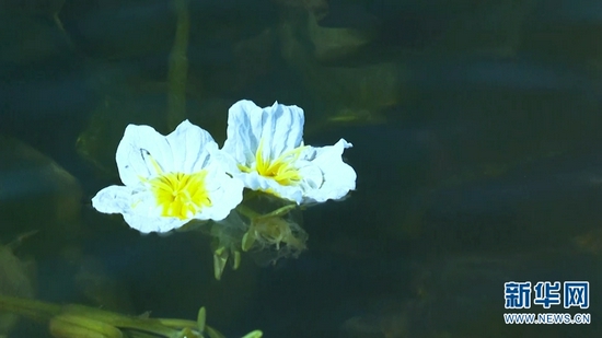 海菜花。(视频截图)