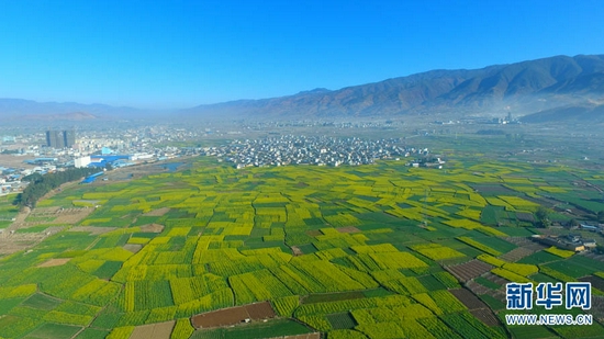 宾川县城郊区的油菜花海(资料图)。新华网发(宾川县委宣传部供图)