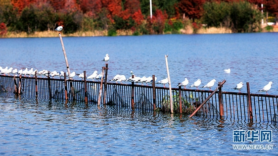 红嘴鸥一排停歇在栏杆上。新华网发（12月8日摄）。（玉溪市江川区融媒体中心 供图）