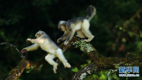“打不过你，溜了溜了！”其中一只小猴翻身跃走，另一只小猴紧追不舍（摄于10月1日）。新华网发（郑山河/摄）