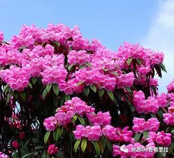 杜鹃