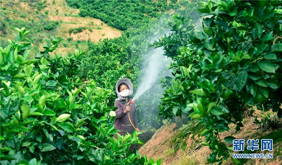 云南省弥勒市朋普镇可乐村,村民为坡地上种植的脐橙、冰糖橙浇水。新华网发(普佳勇 摄)