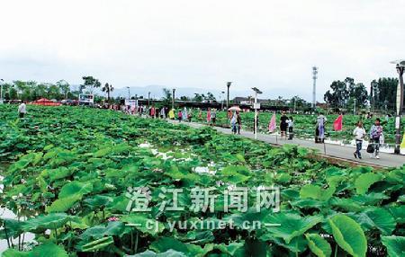 在左所荷藕庄园,前来赏荷的游人络绎不绝。