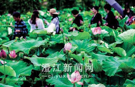 人在荷中游
