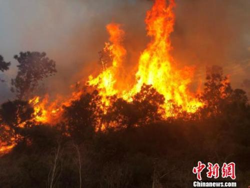 图为大理州大理市海东镇发生的森林火灾。 大理州森林消防支队供图