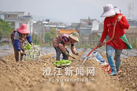 4月14日,右所镇烟农在移栽烤烟。