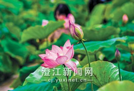 人面荷花相映红