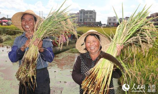 沙堤村生态水稻丰收,农民收割忙。摄影:杨峥