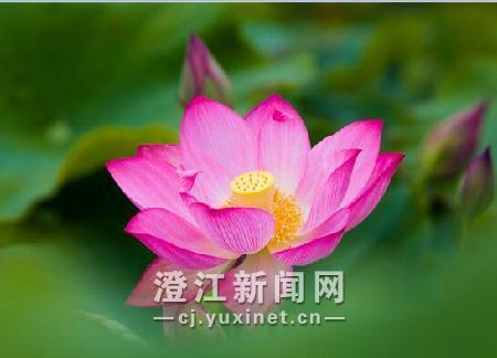荷花盛放