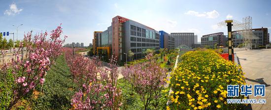 鲜花绽放春满校园。梅云 摄