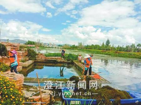 清理管护调蓄带 通讯员 罗勇 摄