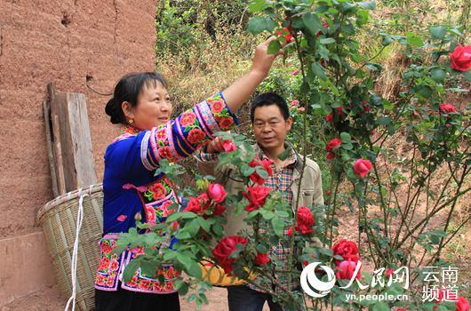 杨伟军夫妻二人正在采摘玫瑰。(杨桂清 摄)