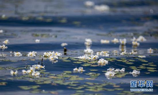 在洱海中开放的海菜花(5月31日摄)。
