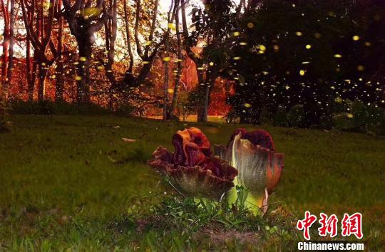 图为月色下的疣柄磨芋和萤火虫。 朱仁斌 摄