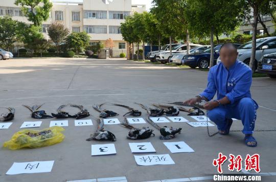 图为查获的鸟类死体和皮毛。 宋涛 摄