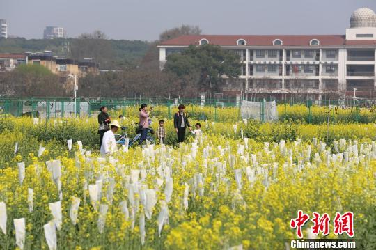 春季油菜花开,吸引游客赏花 张畅 摄