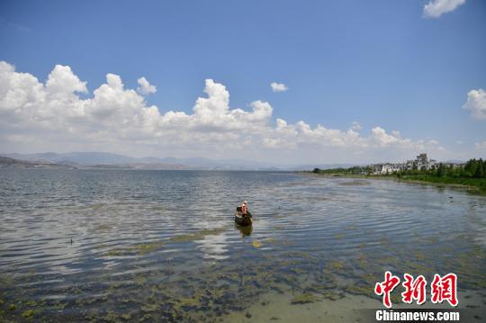 图为洱海滩地管理员在打捞水草、杂物。 刘冉阳 摄