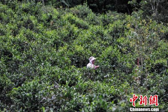 图为云南茶山(资料图)。 任东 摄