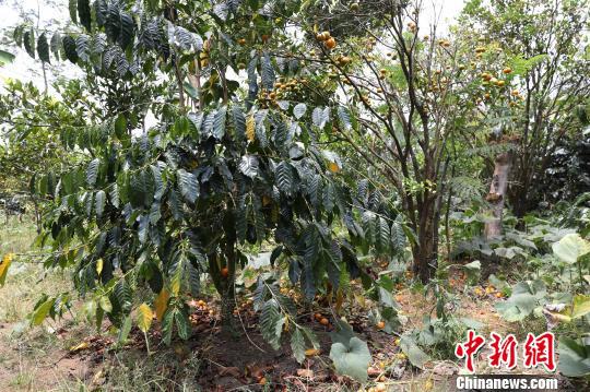图为种植各种水果的阿拉比卡咖啡园。林永传 摄