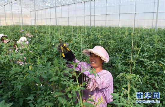 4月24日,云南砚山县者腊乡夸溪村的农妇在蔬菜种植基地修枝剪叶。