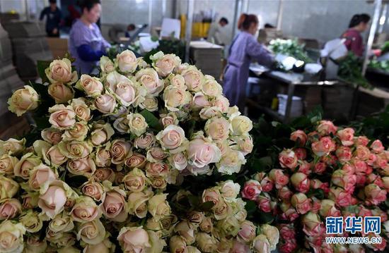 (工人在弥勒市品元园艺有限公司内分拣、包装刚采摘的玫瑰花,准备供应外地市场)