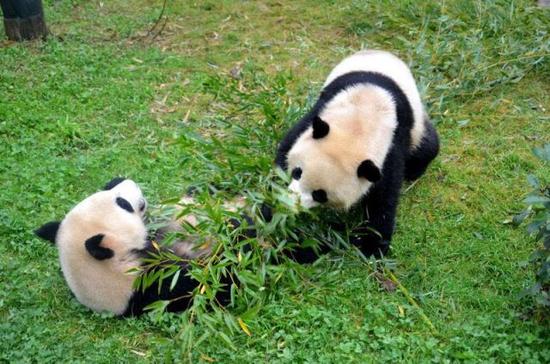 云南野生动物园的大熊猫 资料图