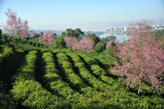 生态茶园